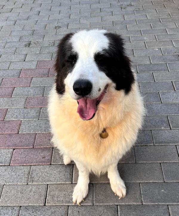 SIMBA MAREMMANO Foto 7